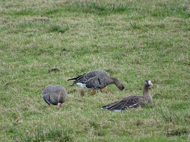 一种绿意盎 一种绿意盎